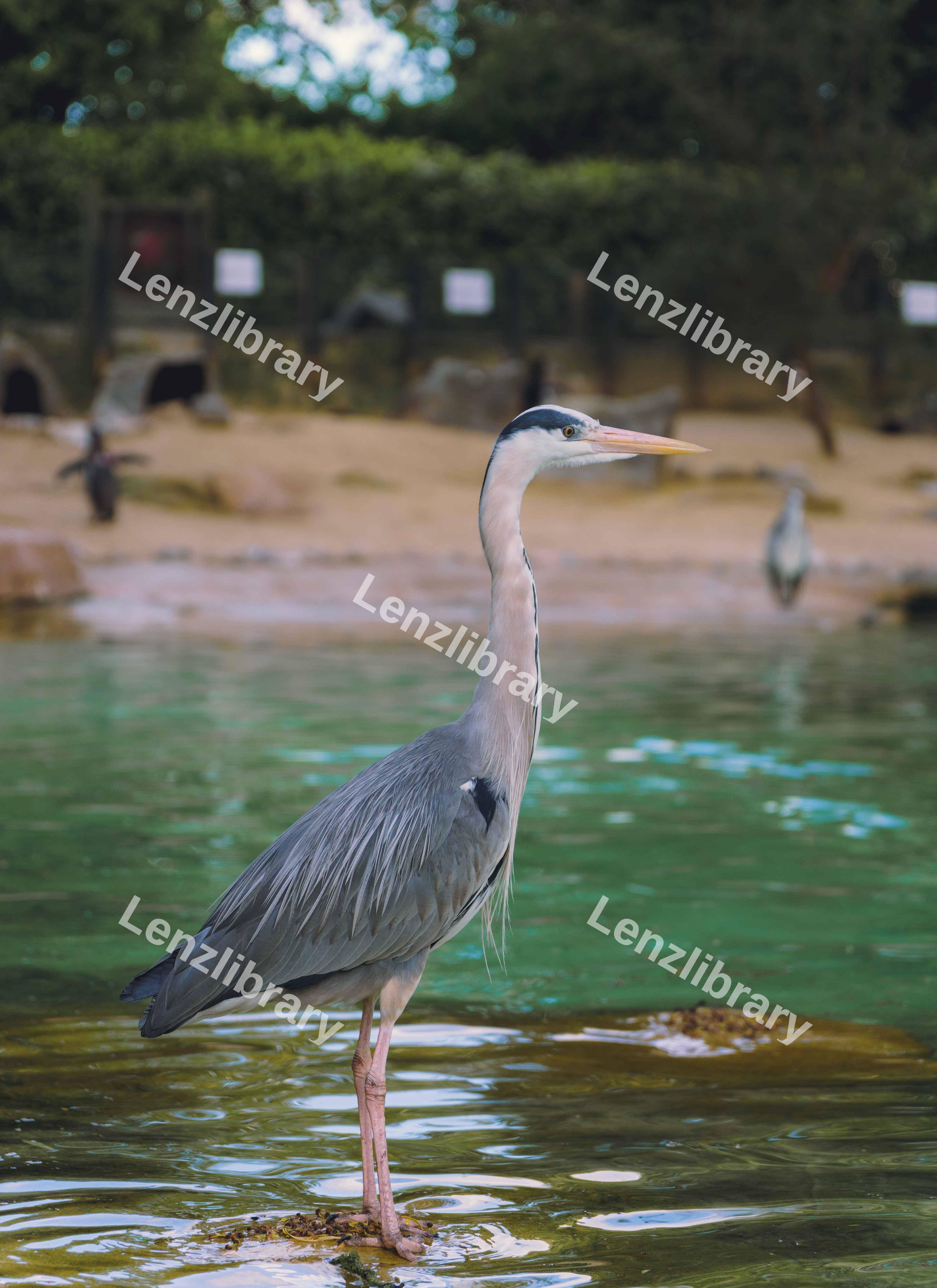 Tranquil Heron